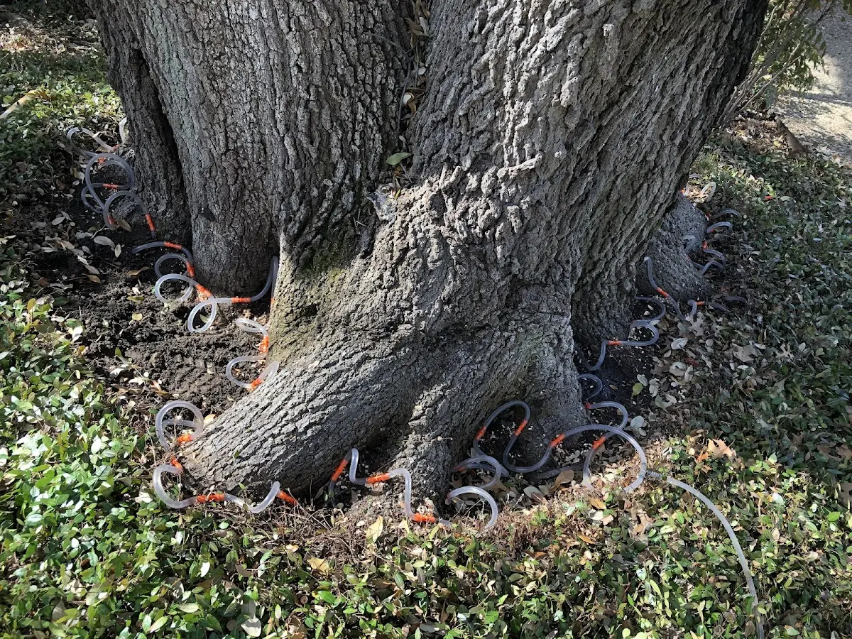 Detailed Tree Cabling and Bracing job site in Irondale
