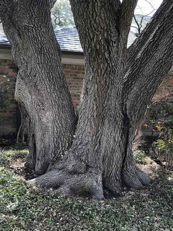 Mature heritage tree close to a Irondale property cared for by certified arborists